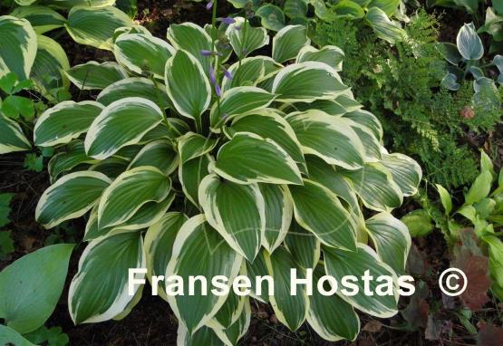 Hosta Yellow Splash Rim